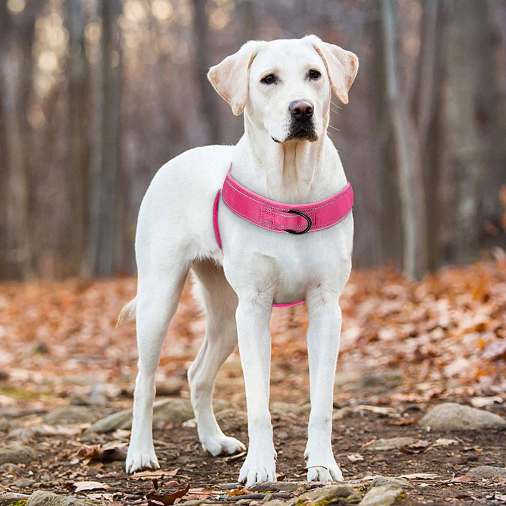 No-Pull Dog Harness with Reflective Details