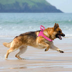 No-Pull Dog Harness with Reflective Details