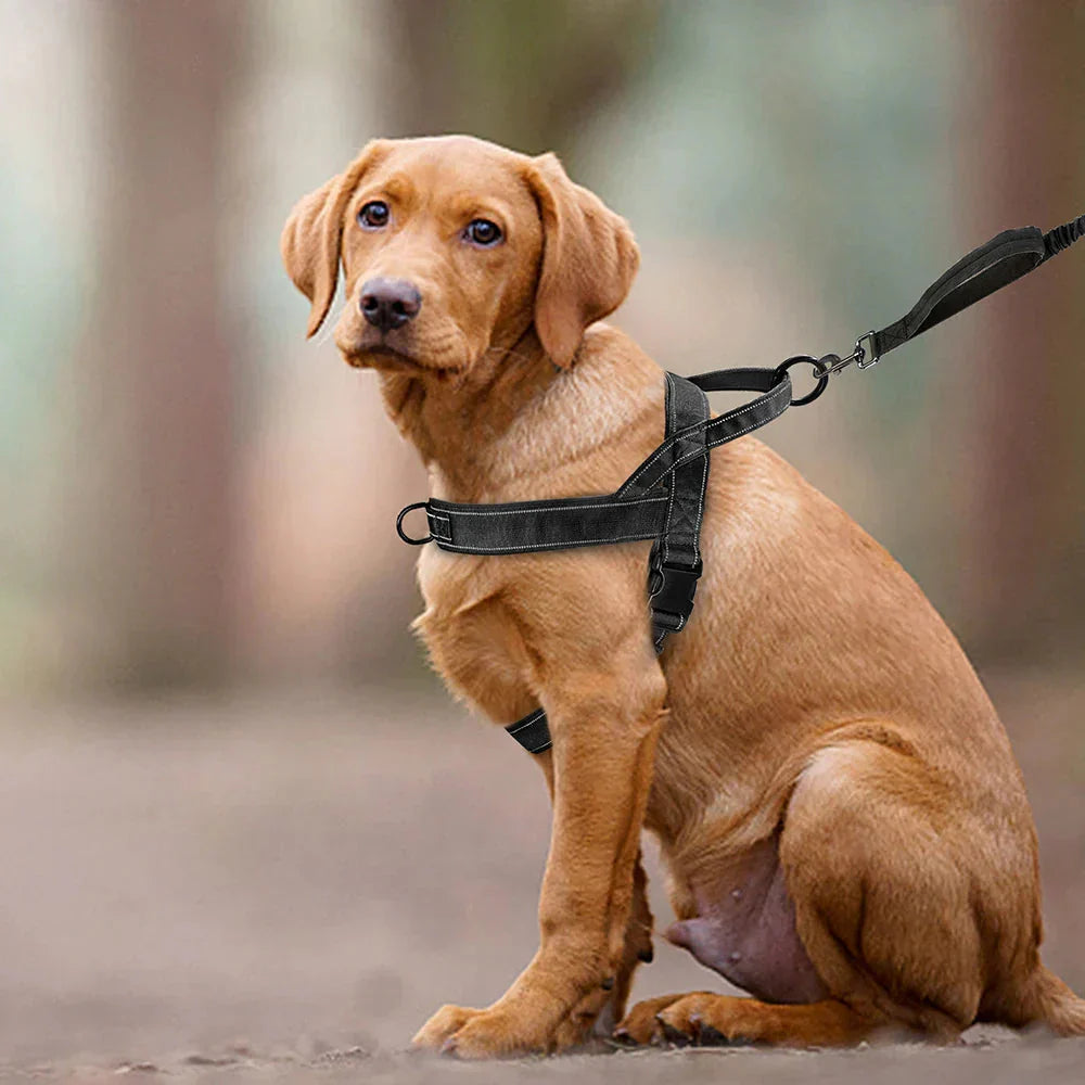 No-Pull Dog Harness with Reflective Details
